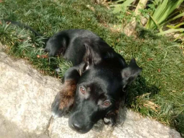 Cachorro ra a Srd idade 2 a 6 meses nome Bolt