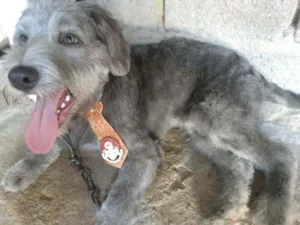 Cachorro raça Poddle idade 1 ano nome Scott