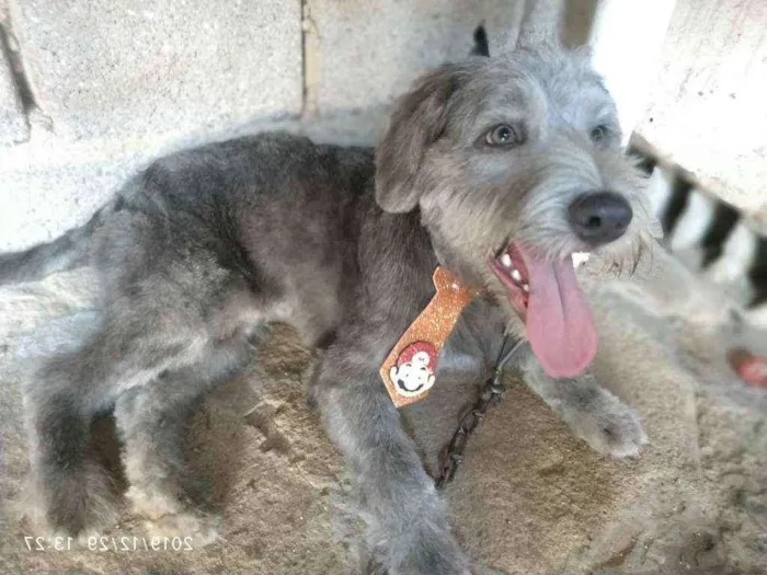 Cachorro ra a Poddle idade 1 ano nome Scott