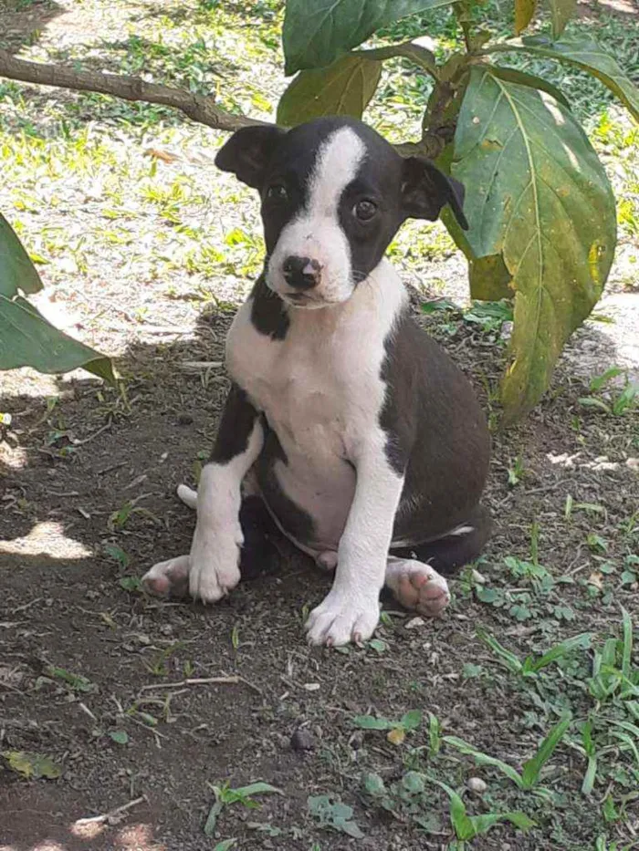 Cachorro ra a SRD idade 2 a 6 meses nome Scooby
