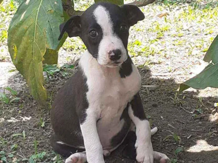 Cachorro ra a SRD idade 2 a 6 meses nome Scooby
