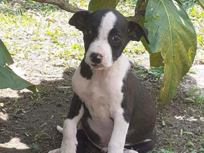 Cachorro ra a SRD idade 2 a 6 meses nome Scooby