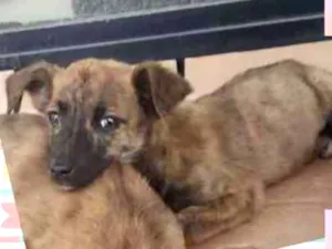 Cachorro raça SRD idade 2 a 6 meses nome Kiara