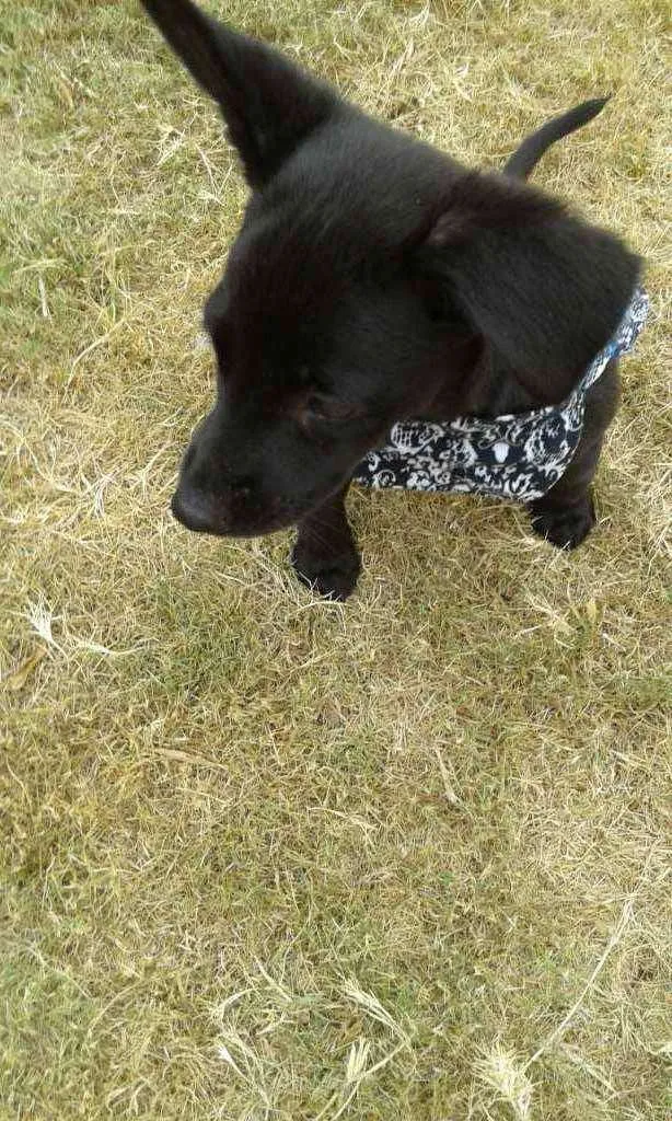 Cachorro ra a vira  lata idade Abaixo de 2 meses nome sem nome