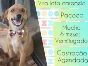 Cachorro raça SRD idade 2 a 6 meses nome Paçoca 