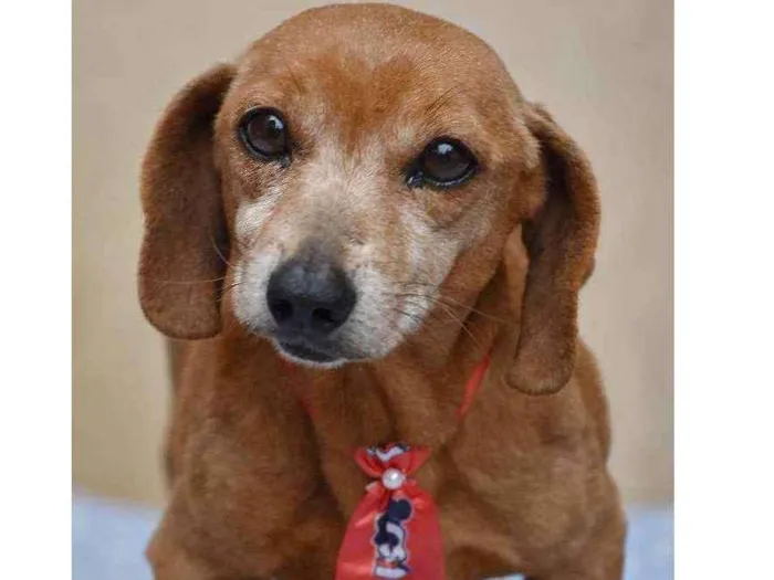 Cachorro ra a SRD idade 4 anos nome Bolota