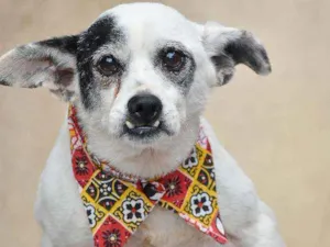 Cachorro raça SRD idade 6 ou mais anos nome Maradona