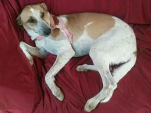 Cachorro raça Vira lata idade 1 ano nome Estrela