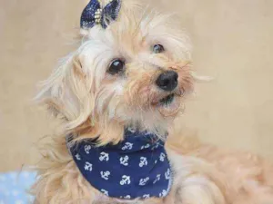 Cachorro raça SRD idade 6 ou mais anos nome Sultão 