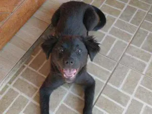 Cachorro raça Vira-lata idade 2 a 6 meses nome Kira
