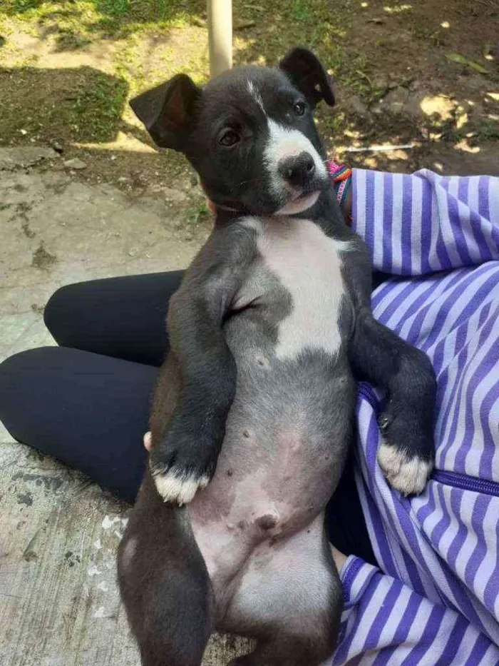 Cachorro ra a SRD idade 2 a 6 meses nome Jack