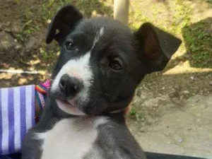 Cachorro raça SRD idade 2 a 6 meses nome Jack