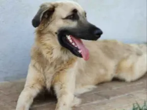 Cachorro raça Rnd idade 1 ano nome Ludo Vico