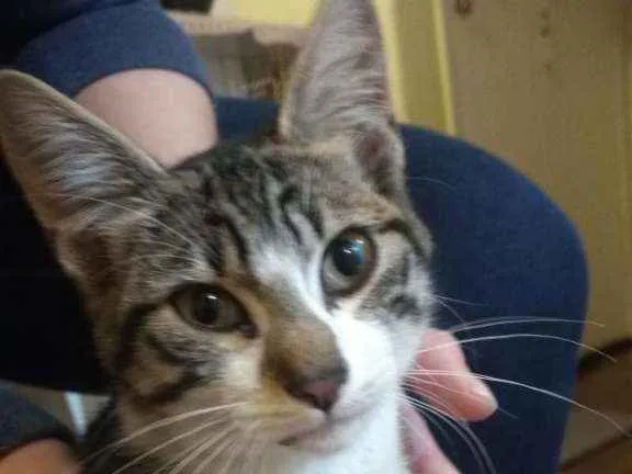 Gato ra a  idade 2 a 6 meses nome Não temos nome