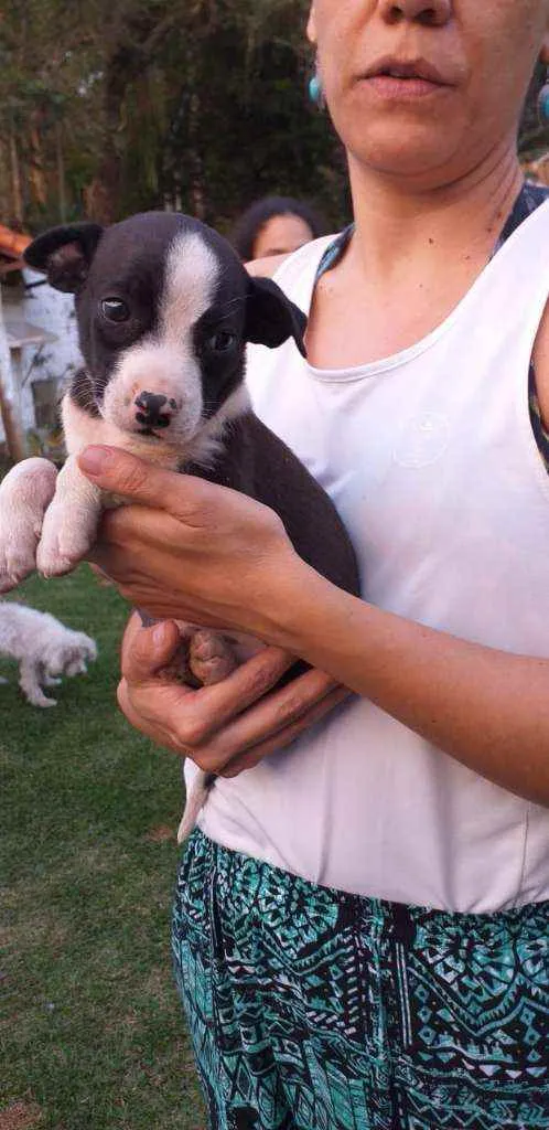 Cachorro ra a SRD idade 2 a 6 meses nome Scooby