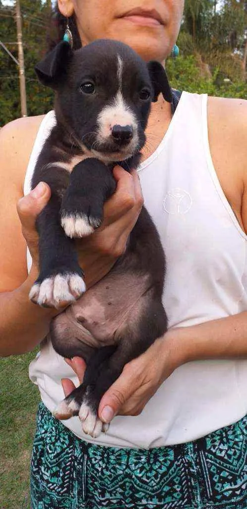 Cachorro ra a SRD idade 2 a 6 meses nome Jack