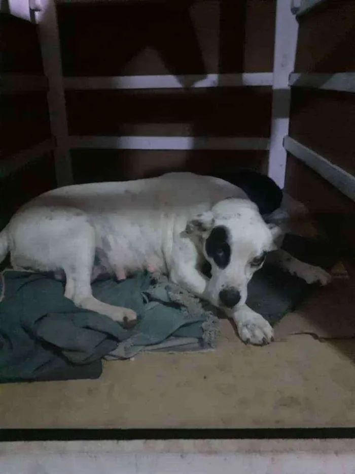 Cachorro ra a SRD idade 3 anos nome Nina