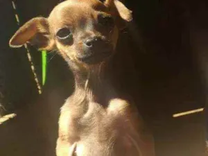 Cachorro raça Pinscher idade 2 a 6 meses nome Amelia