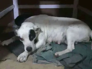 Cachorro raça SRD idade 3 anos nome Nina