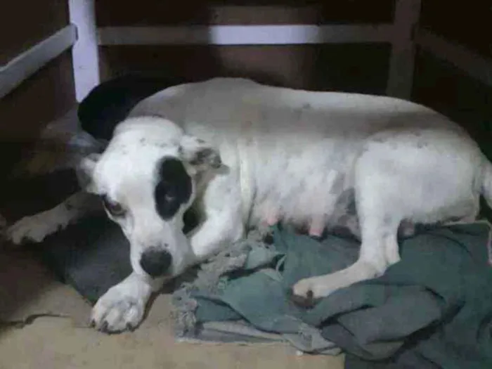 Cachorro ra a SRD idade 3 anos nome Nina