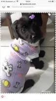 VIOLETA