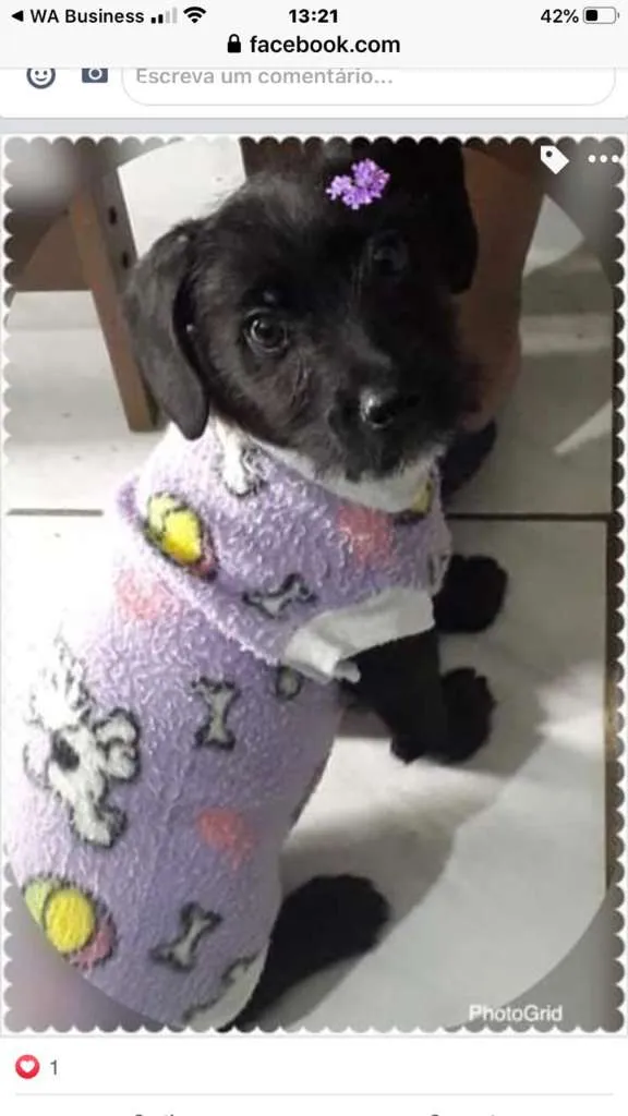 Cachorro ra a SRD-ViraLata idade 2 a 6 meses nome VIOLETA