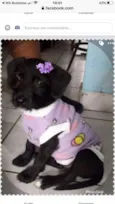 VIOLETA
