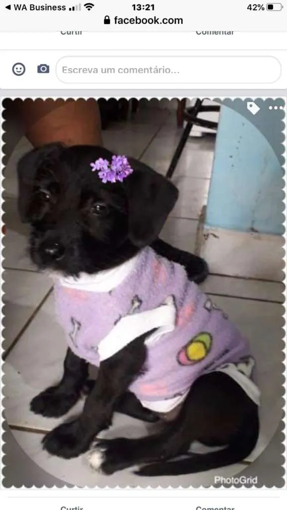 Cachorro ra a SRD-ViraLata idade 2 a 6 meses nome VIOLETA