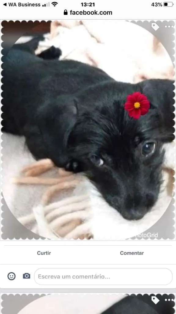 Cachorro ra a SRD-ViraLata idade 2 a 6 meses nome VIOLETA