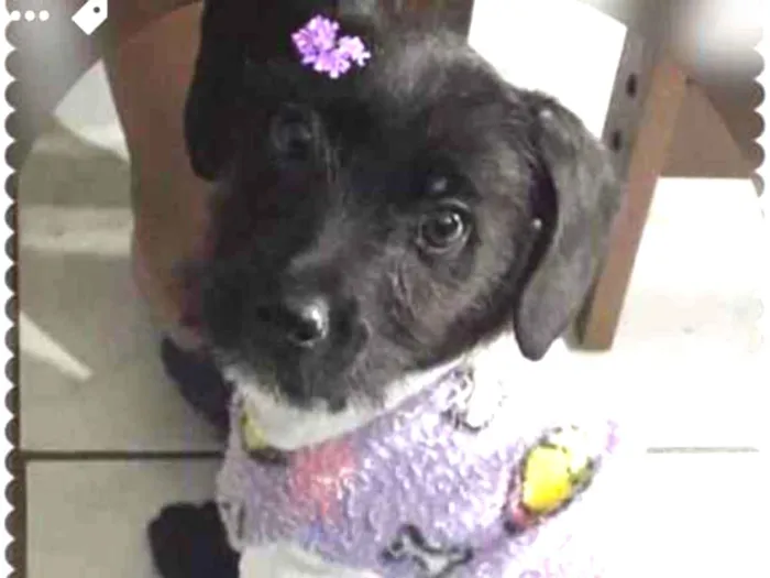 Cachorro ra a SRD-ViraLata idade 2 a 6 meses nome VIOLETA