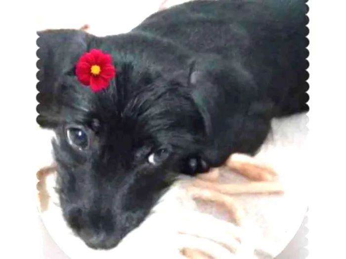 Cachorro ra a SRD-ViraLata idade 2 a 6 meses nome VIOLETA