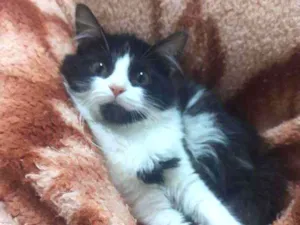 Gato raça Srd idade 2 a 6 meses nome Lola