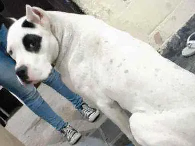 Cachorro ra a Dogo Argentino idade 7 a 11 meses nome Luke