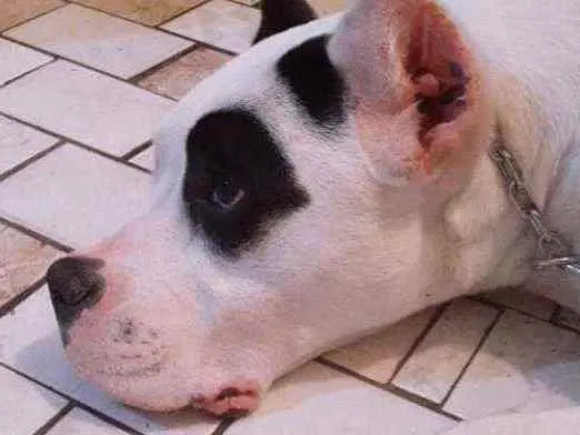 Cachorro ra a Dogo Argentino idade 7 a 11 meses nome Luke