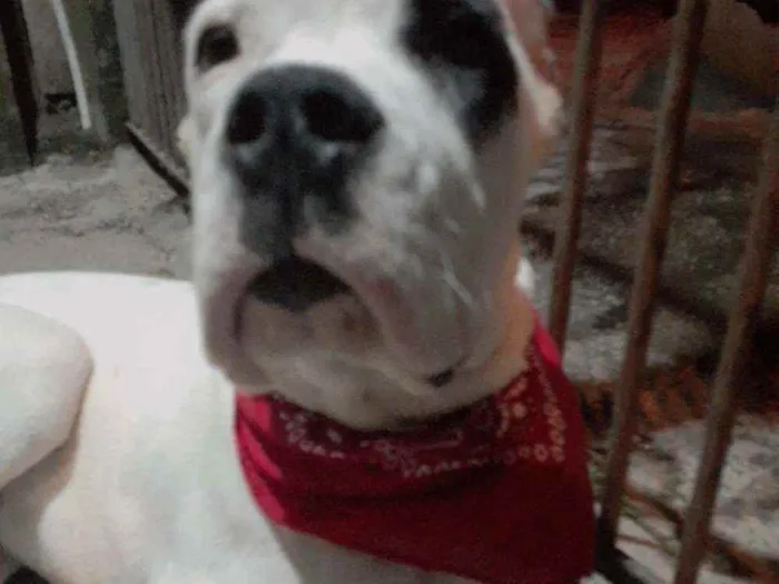 Cachorro ra a Dogo Argentino idade 7 a 11 meses nome Luke
