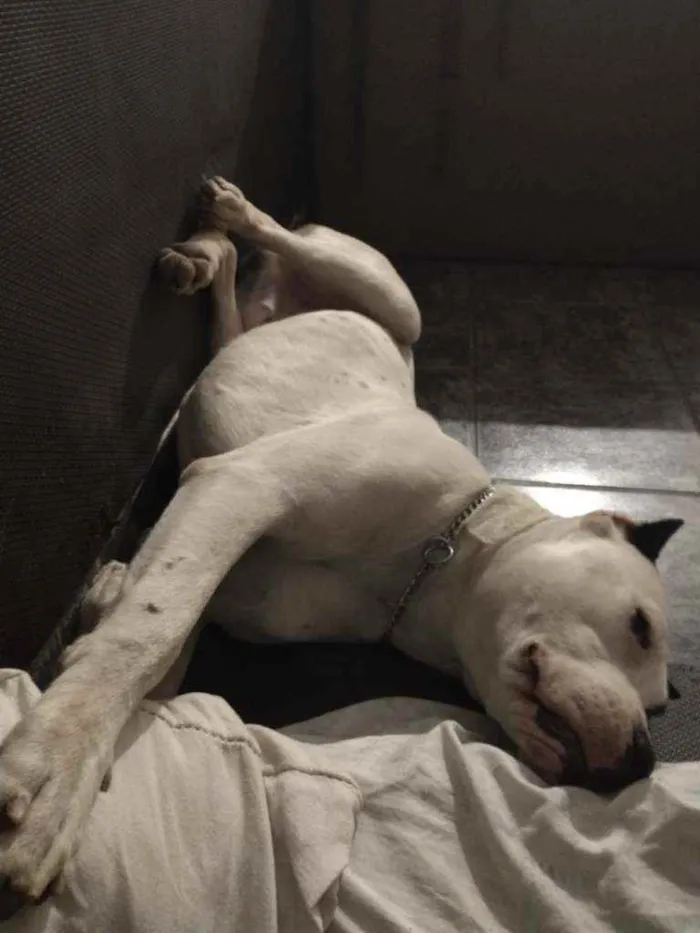 Cachorro ra a Dogo Argentino idade 7 a 11 meses nome Luke