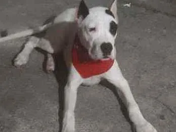 Cachorro ra a Dogo Argentino idade 7 a 11 meses nome Luke