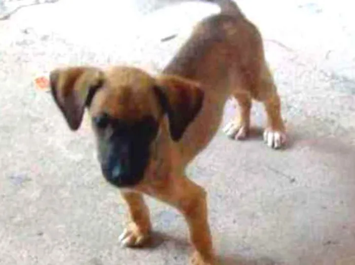 Cachorro ra a Vira lata idade 2 a 6 meses nome Eles estam sem nome 