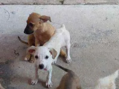 Cachorro ra a Vira lata idade 2 a 6 meses nome Eles estam sem nome 