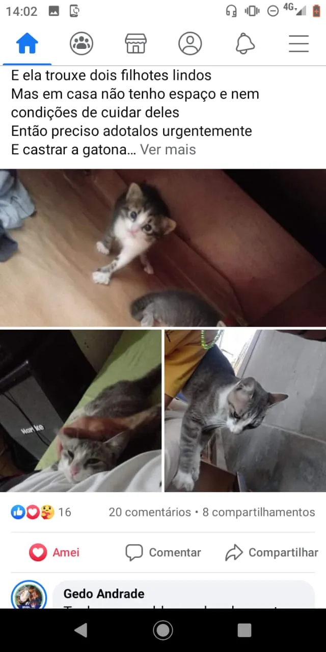 Gato ra a  idade Abaixo de 2 meses nome Sem nome