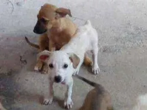 Cachorro raça Vira lata idade 2 a 6 meses nome Eles estam sem nome 