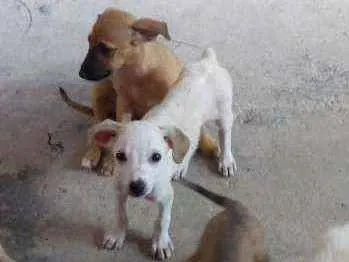 Cachorro ra a Vira lata idade 2 a 6 meses nome Eles estam sem nome 