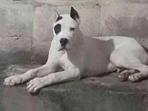 Cachorro raça Dogo Argentino idade 7 a 11 meses nome Luke
