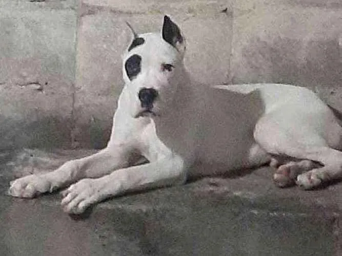 Cachorro ra a Dogo Argentino idade 7 a 11 meses nome Luke