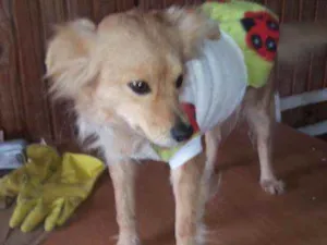 Cachorro raça SRD idade 3 anos nome Clarinha