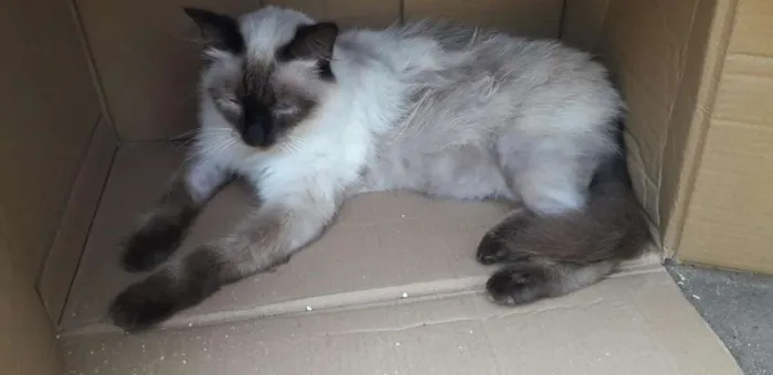 Gato ra a Siamês mista idade 7 a 11 meses nome Coconut