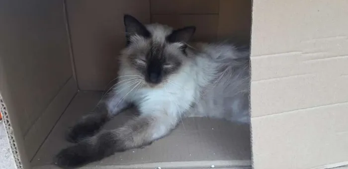 Gato ra a Siamês mista idade 7 a 11 meses nome Coconut