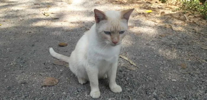 Gato ra a Siamês redpoint idade 7 a 11 meses nome Tapioca