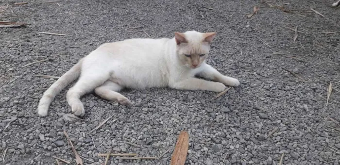 Gato ra a Siamês redpoint idade 7 a 11 meses nome Tapioca