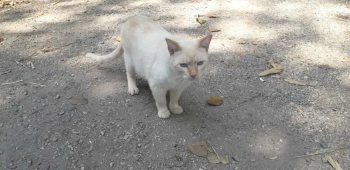 Gato ra a Siamês redpoint idade 7 a 11 meses nome Tapioca